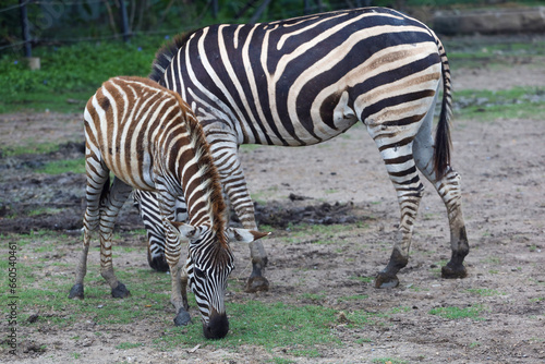 The Family burchell zebra is standing in national park