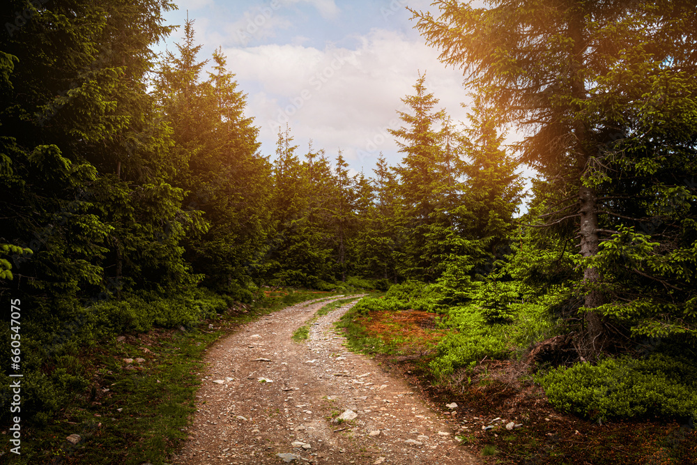 Fototapeta premium Empty forest path in Czech/Poland mountains Jeseníky in sunny summer.