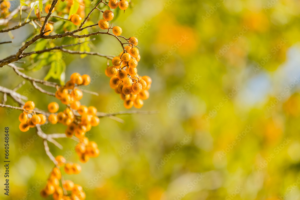 Close up shot of Sapindus saponaria tree with mature fruits