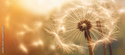 Dandelion Flowers in Field With Flying Seeds During Sunset