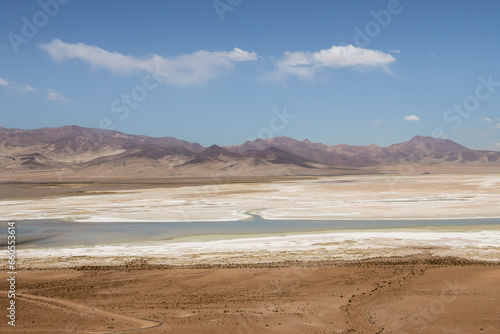 desierto de atacama llamas flora humedales dinosaurios © andres