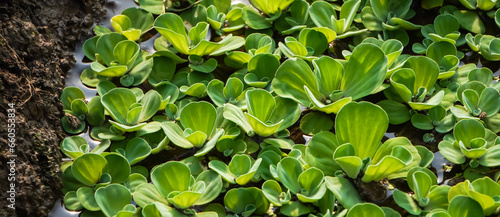 Kiambang Kayu Apu Apu. Pistia Stratiotes is often called water cabbage, water lettuce, Nile cabbage, or shellflower. World's most productive freshwater aquatic plants considered an invasive species