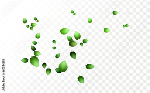 Herbal vector with herbaceous mint leaves on a transparent background. Spring green lime or tea leaves.Flying greenish leaves in the wind.Vector realistic illustration of air vortex.Concept of bloomin