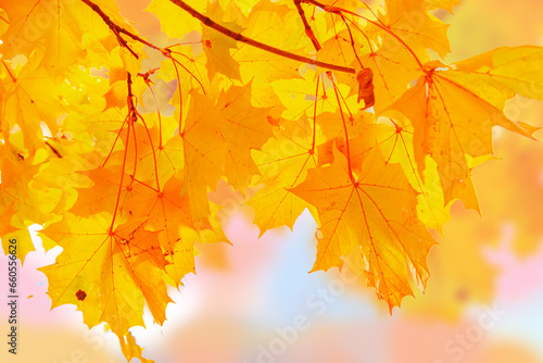 Yellow maple leaves on a blurred background.