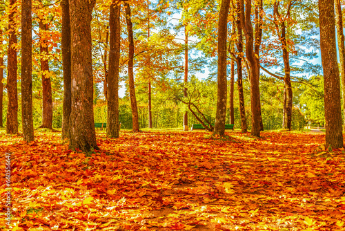 Colorful autumn park on a sunny day. Beautiful autumn landscape with yellow and red trees.