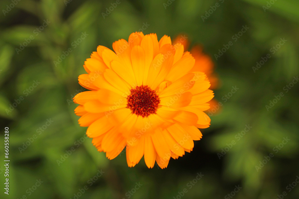 A Field Marigold in full bloom. A Field Marigold in full bloom.