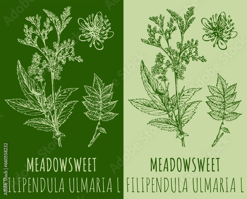 Vector drawings MEADOWSWEET. Hand drawn illustration. Latin name FILIPENDULA ULMARIA L.