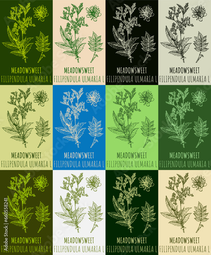 Set of vector drawing of MEADOWSWEET in various colors. Hand drawn illustration. Latin name FILIPENDULA ULMARIA L.