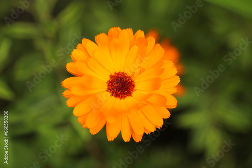 A Field Marigold in full bloom.