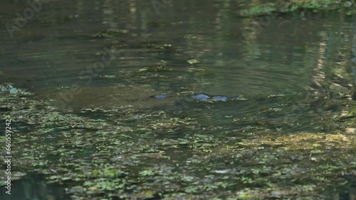 An enchanting sight: a platypus gracefully gliding through the water, illuminated by the warm hues of a stunning sunset. Nature's magic at its finest in australia  in the rainforest.