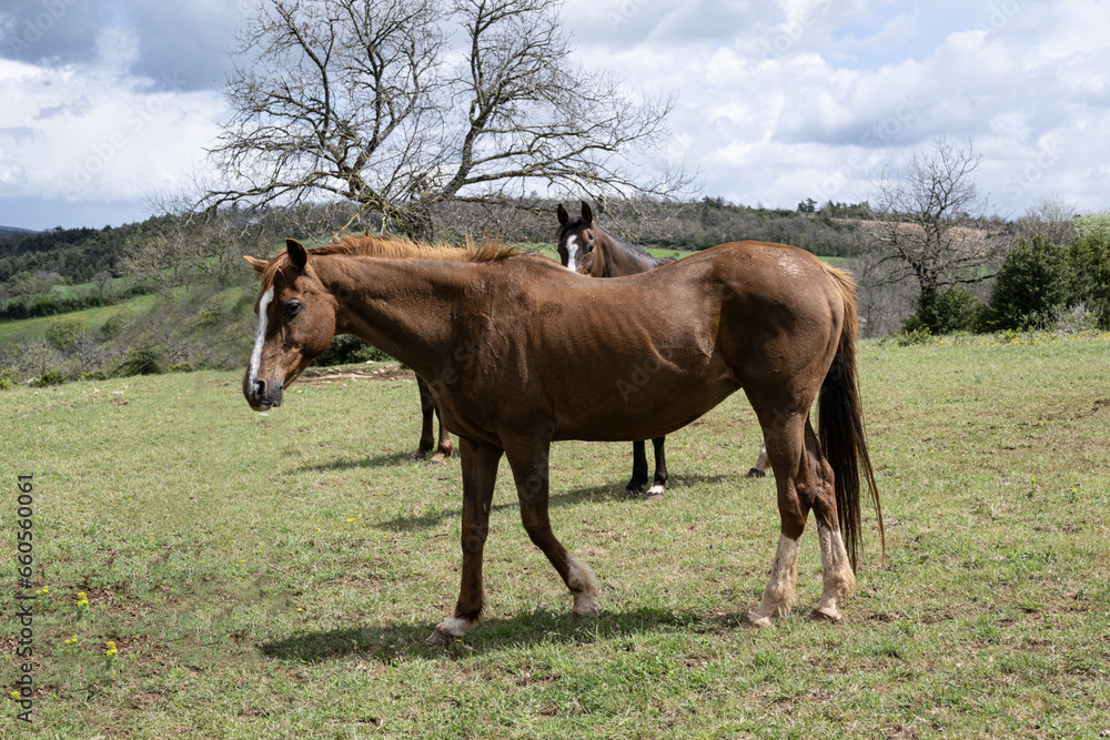 cheval, animal, ferme, champ, nature, jument, chevalin, pâturage, été, rural, Aveyron