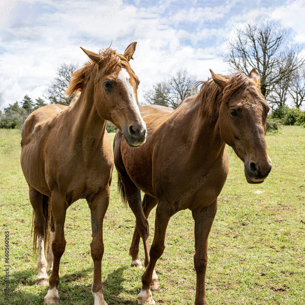 cheval, animal, ferme, champ, nature, jument, chevalin, pâturage, été, rural, Aveyron cheval, animal, ferme, champ, nature, jument, chevalin, pâturage, été, rural, Aveyron