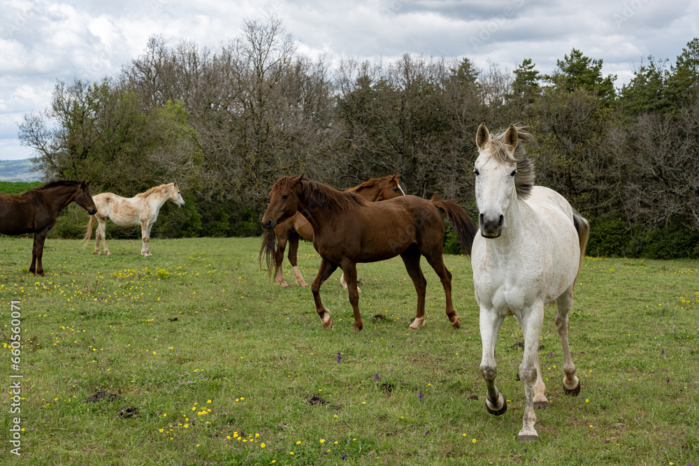 cheval, animal, ferme, champ, nature, jument, chevalin, pâturage, été, rural, Aveyron cheval, animal, ferme, champ, nature, jument, chevalin, pâturage, été, rural, Aveyron