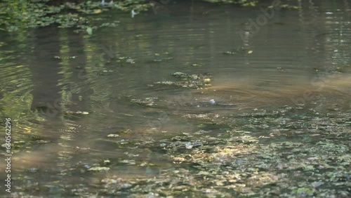 An enchanting sight: a platypus gracefully gliding through the water, illuminated by the warm hues of a stunning sunset. Nature's magic at its finest in australia  in the rainforest.