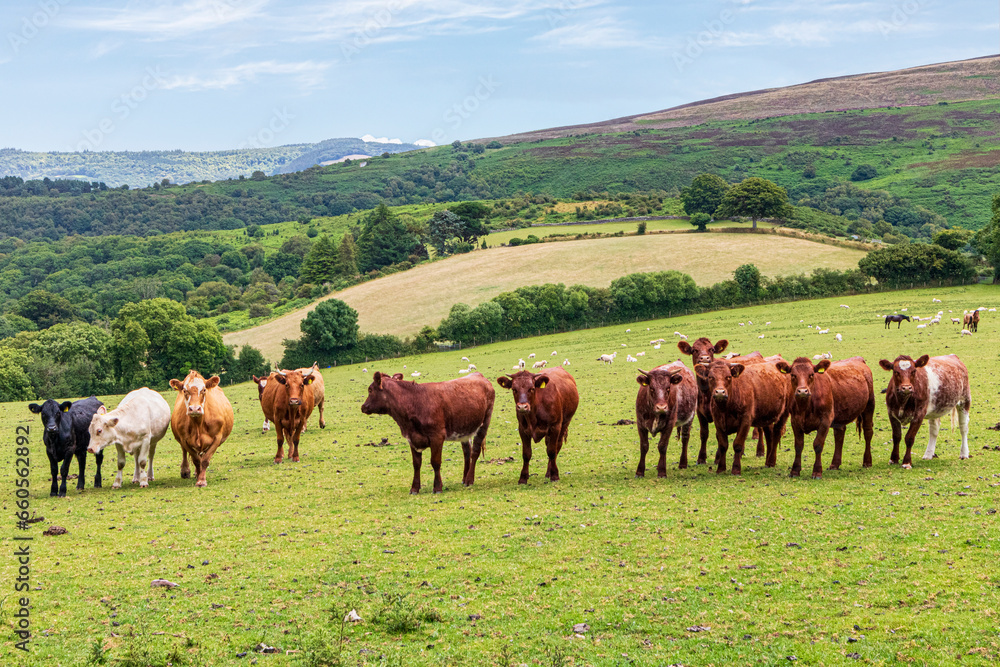 Inquisitive beef cattle on Exmoor National Park near Cloutsham, Somerset, England UK