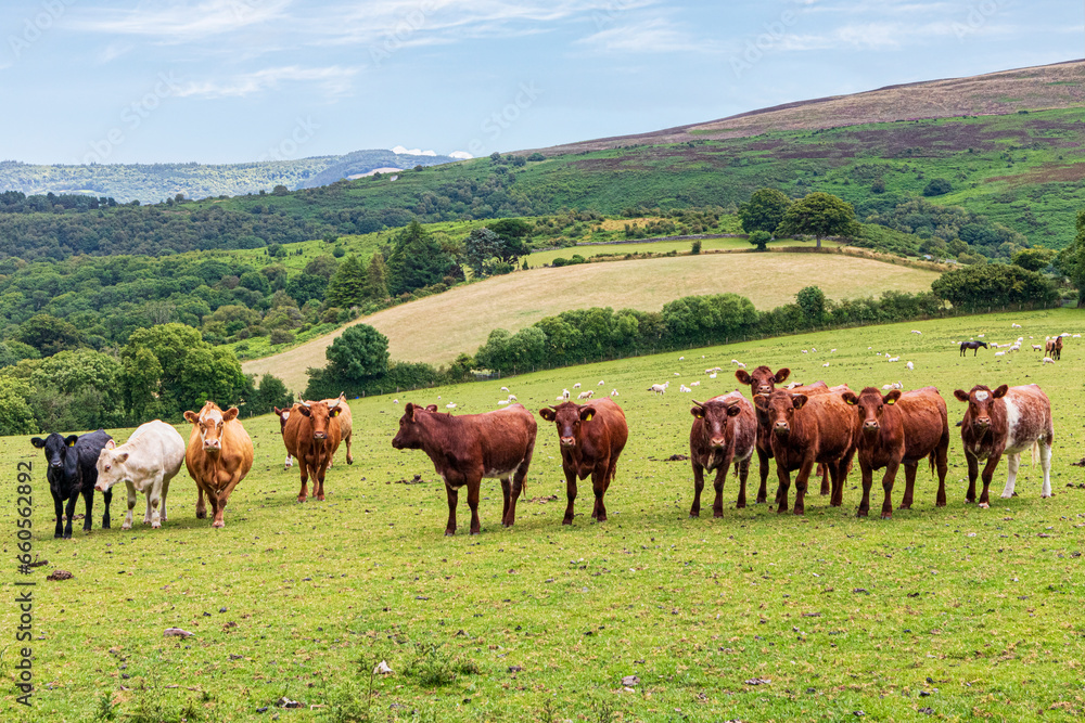 Inquisitive beef cattle on Exmoor National Park near Cloutsham, Somerset, England UK Inquisitive beef cattle on Exmoor National Park near Cloutsham, Somerset, England UK