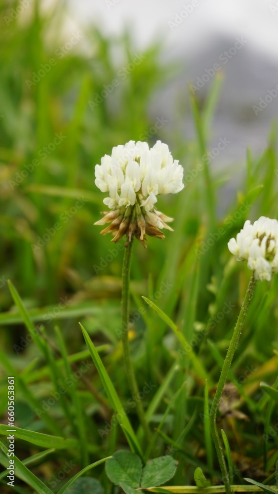 Trifolium repens also known as White Dutch clover, Ladino clover, White trefoil, Ladino Trifolium repens also known as White Dutch clover, Ladino clover, White trefoil, Ladino