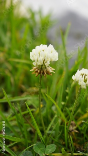 Trifolium repens also known as White Dutch clover, Ladino clover, White trefoil, Ladino