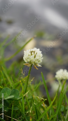 Trifolium repens also known as White Dutch clover  Ladino clover  White trefoil  Ladino