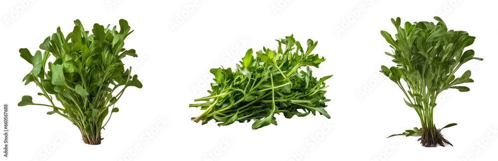 Set of arugula vegetable isolated on a transparent background. Concept of food. Set of arugula vegetable isolated on a transparent background. Concept of food.