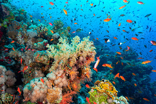 Underwater coral's gardens