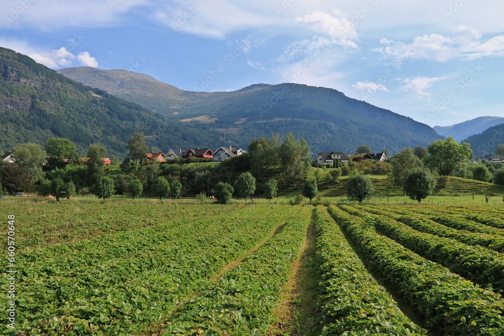 Erdbeerfeld in der Gemeinde Vik in Norwegen