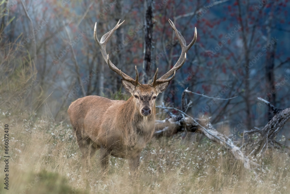 Wild Red deer stag approaching, walking in tall grass showing a perfectly symmetrical stage and austere expression against forest background - twilight, Italian Alps.