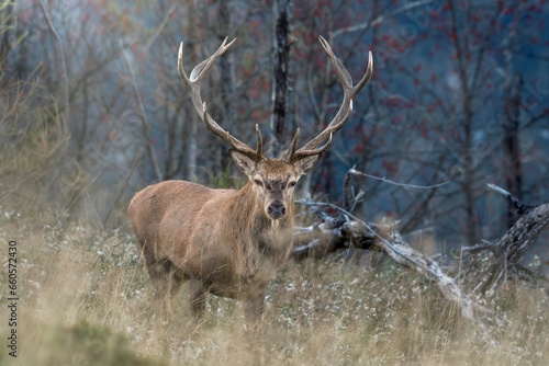 Obraz na płótnie Wild Red deer stag approaching, walking in tall grass showing a perfectly symmetrical stage and austere expression against forest background - twilight, Italian Alps. w salonie