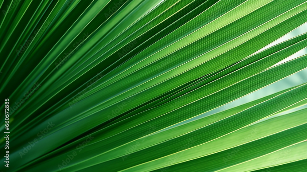 Obraz premium GREEN PALM LEAF, CLOSE-UP, MACRO, ABSTRACT BACKGROUND, HORIZONTAL IMAGE. image created by legal AI