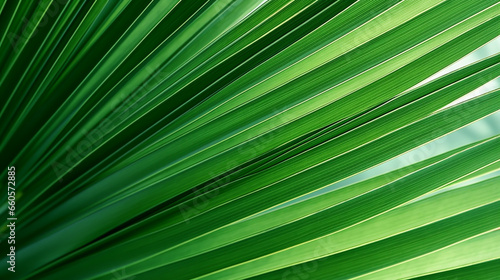 GREEN PALM LEAF, CLOSE-UP, MACRO, ABSTRACT BACKGROUND, HORIZONTAL IMAGE. image created by legal AI © PETR BABKIN