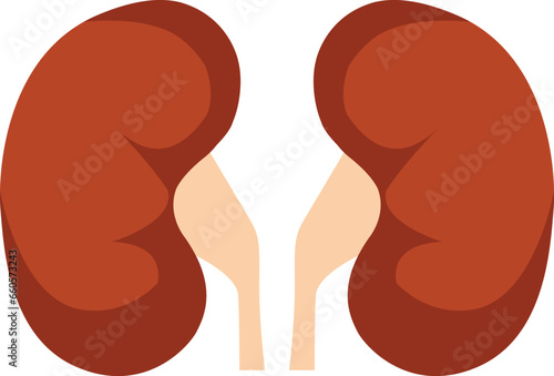 Kidney renal flat realistic icon. Human kidney vector organ icon. Anatomy urology or nephrology logo.