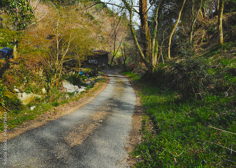 Fototapeta premium 林道と山林の風景
