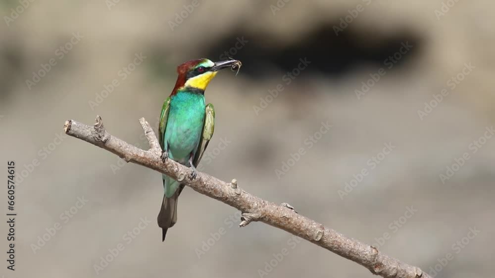 European bee eater eating bee in this video. European bee eater eating bee in this video.