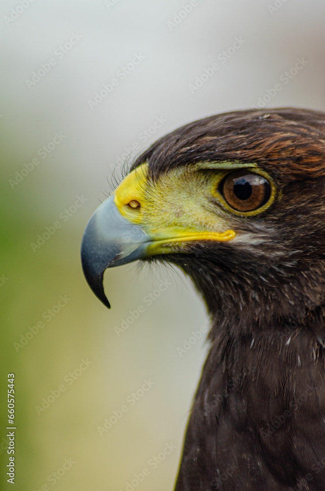 Close-up portrait of a harris eagle with background defocused. Parabuteo unicinctus. Close-up portrait of a harris eagle with background defocused. Parabuteo unicinctus.