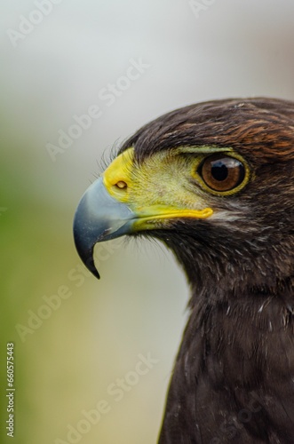Close-up portrait of a harris eagle with background defocused. Parabuteo unicinctus.