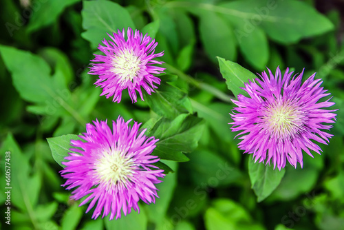 flowers royal cornflower in the garden in nature