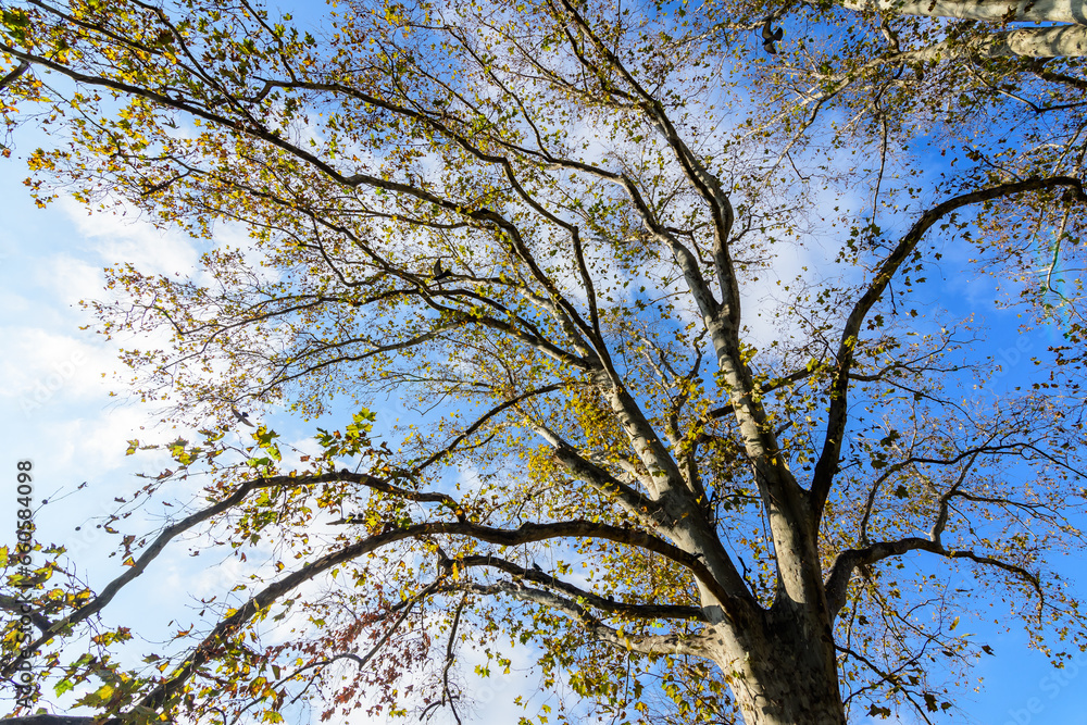 Large branches with vivid orange, yellow, green and brown leaves of platanus tree towards clear blue sky in a garden during a sunny autumn day, beautiful outdoor background. Large branches with vivid orange, yellow, green and brown leaves of platanus tree towards clear blue sky in a garden during a sunny autumn day, beautiful outdoor background.