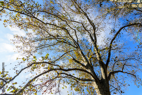 Large branches with vivid orange  yellow  green and brown leaves of platanus tree towards clear blue sky in a garden during a sunny autumn day  beautiful outdoor background.