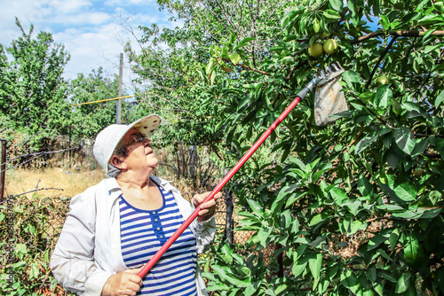 Picking apples with a tall tree picker. Harvest and fruit concept with fruit trees, autumn harvest.