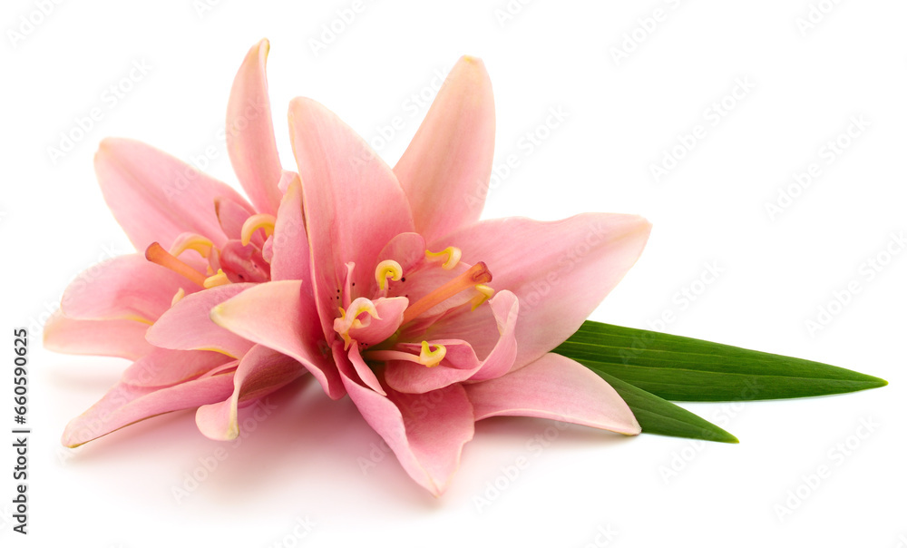 Fototapeta premium Two pink lilies.