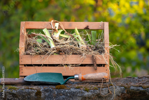 A Wooden Tote with freshly divided Iris Rhizomes