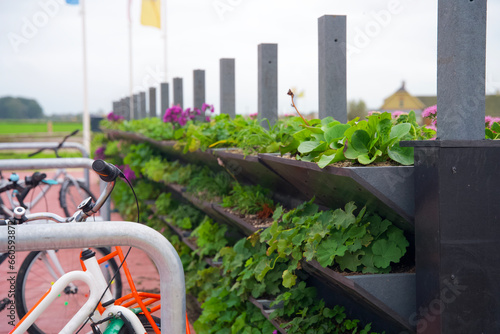 Green facade, living wall garden, vertical gardening photo