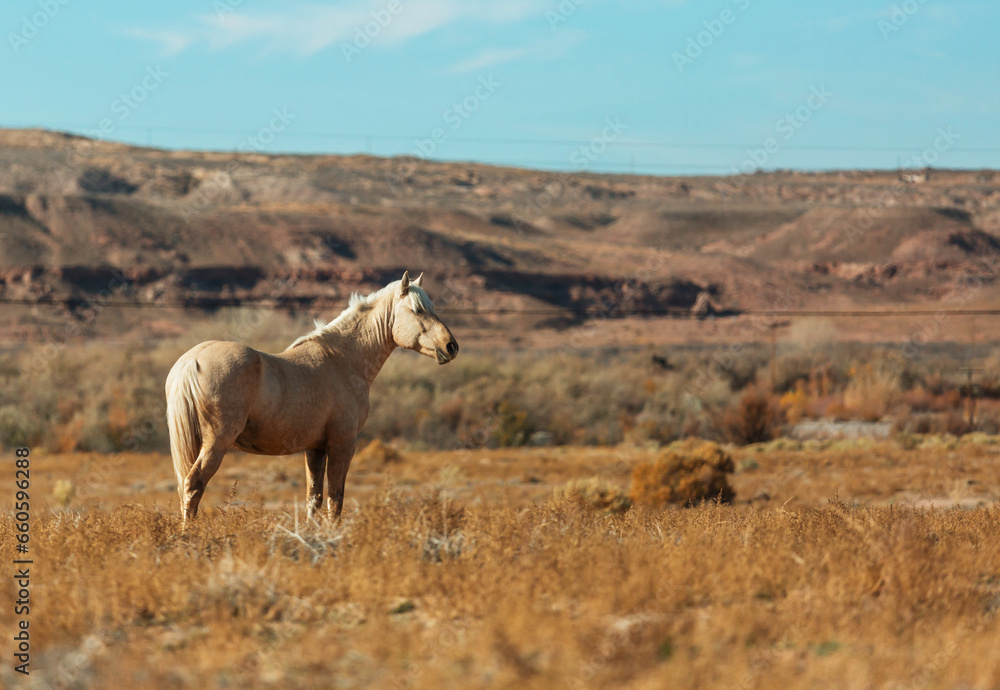 Horse on meadow Horse on meadow