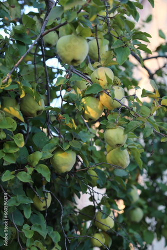 Árbol del membrillo