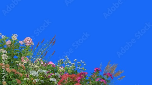  Foreground flower swaying on blue background