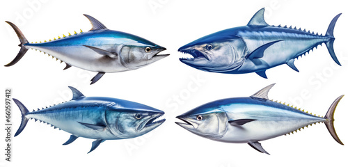 Fish Atlantic bluefin tuna collection set isolated on transparent background. photo