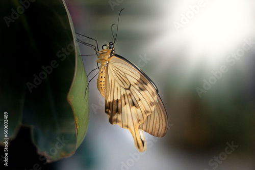 yellow butterfly sitting vertically on a leaf
