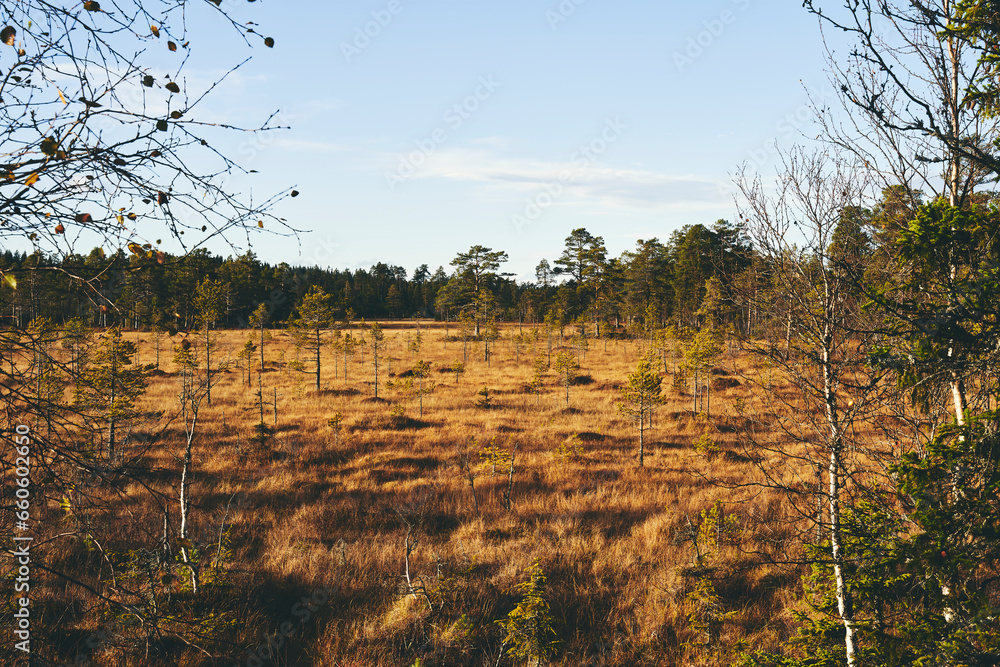 Fotografie By the Stormyra Wetlands of the Totenåsen Hills, Norway, in fall.