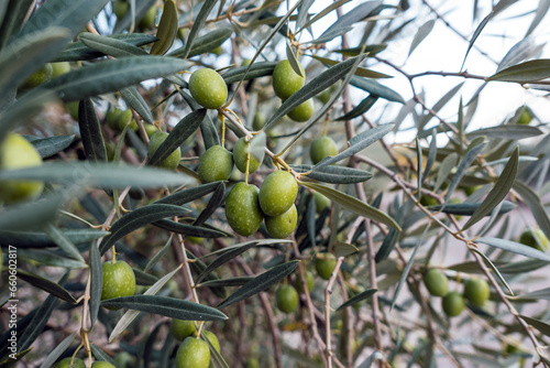 Olives in an olive tree.