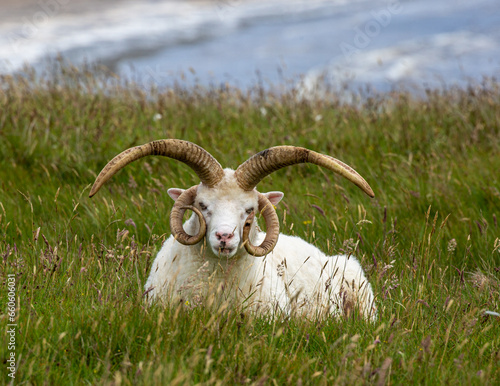 Four Horned Ram Shetland